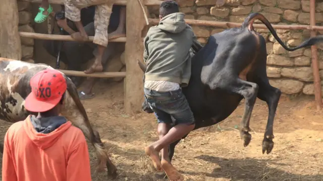 Contrairement à la corrida espagnole, l'animal n'est pas mis à mort car le zébu est très respecté à Madagascar.