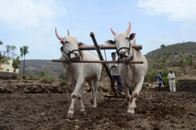 संग्रहित छायाचित्र