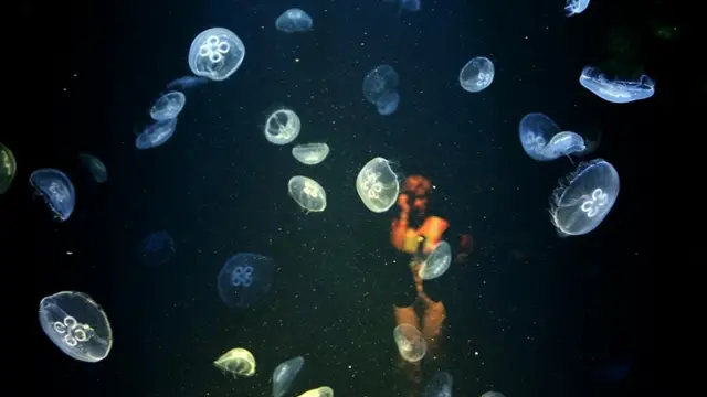 वो जानवर जो कभी नहीं मरता, जेलीफिश