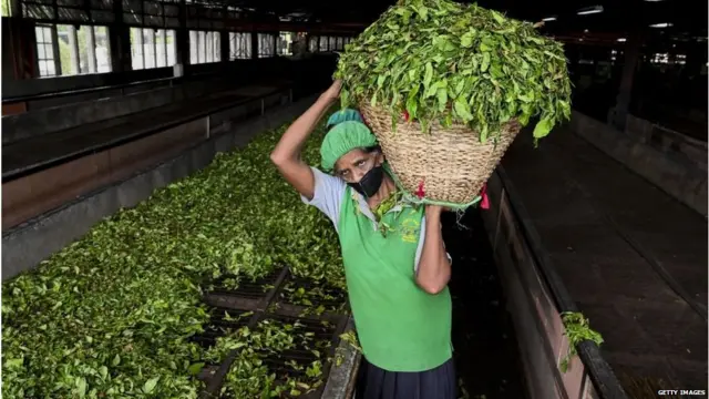 श्रीलंका, चाय उत्पादक