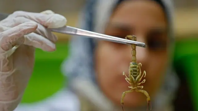 बिच्छू का जहर 