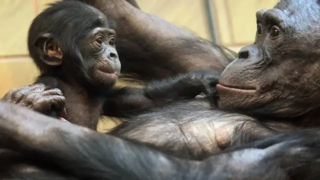 Bonobos