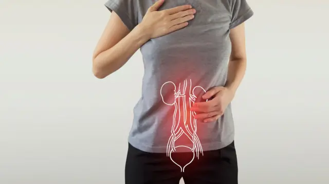 Human Female Kidney Anatomy highlighted red on body
