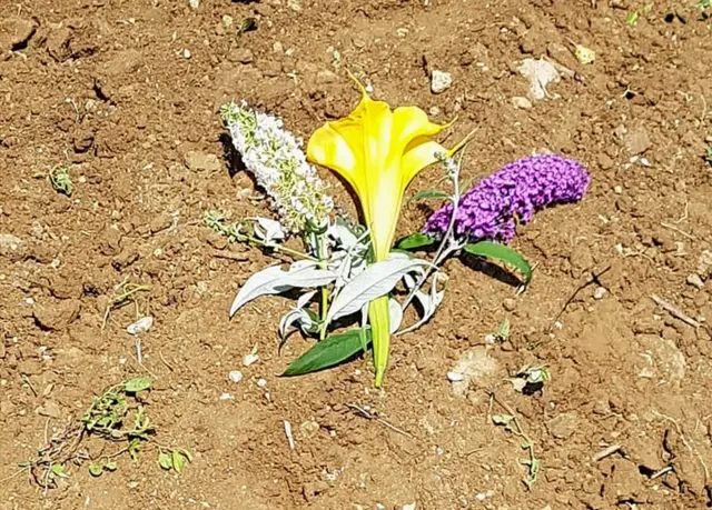 कुत्ते की मौत पर इटली दुखी, जर्मन शेफर्ड