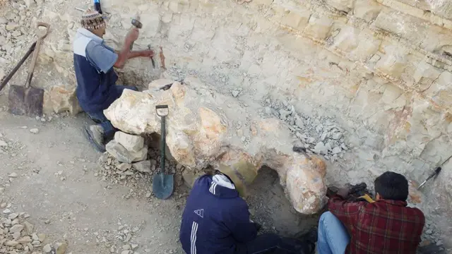 استخراج العظام من صخور الصحراء الصلبة