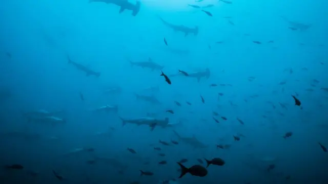 Ahora se considera que los peces son seguros para comer 