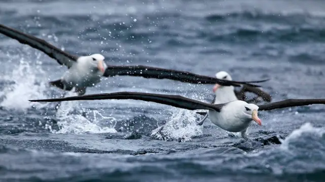 एल्बाट्रॉस