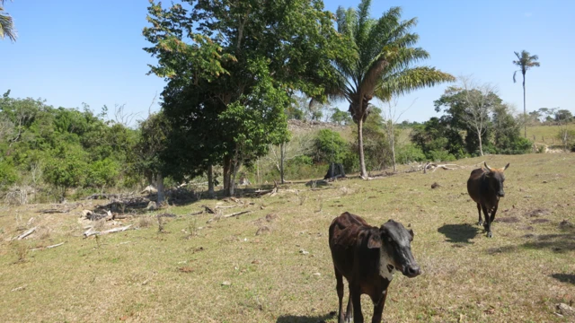 Árboles del género inga en un área abierta con ganado