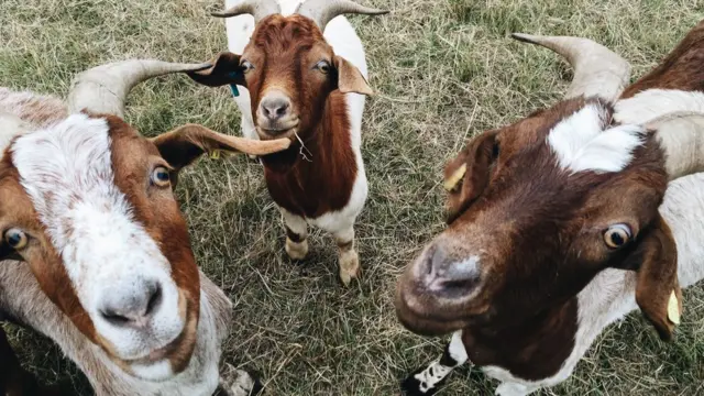 Козы на поле