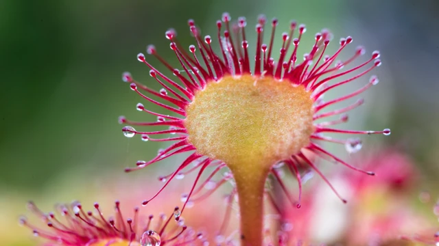 Drosera rotundifolia