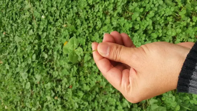 Trébol de cuatro hojas.
