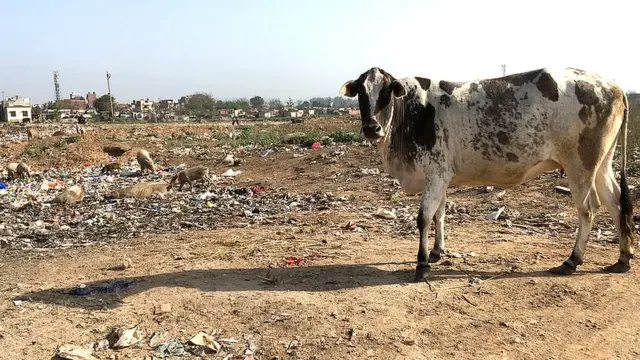 ਗਾਂਵਾਂ ਦੀ ਆਵਾਰਗੀ