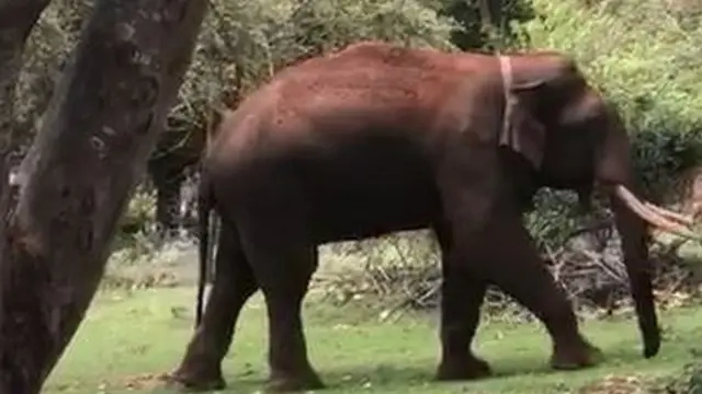 ரிவால்டோ யானை