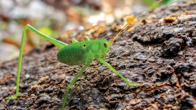 பூச்சிகளை அழிக்காதீர்கள்; நேசியுங்கள்