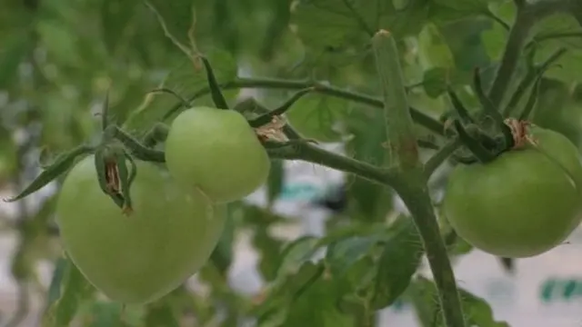 कतारमध्ये सर्व प्रकारची पिकं घेणं शक्य नाही.