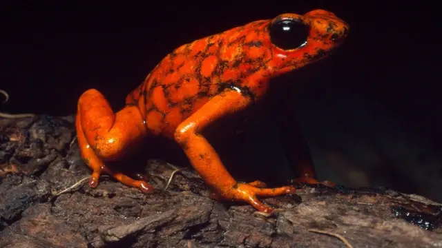 ज़हरीला मेंढक