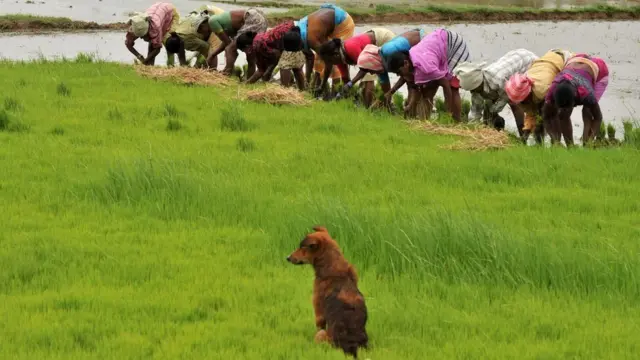వ్యవసాయం
