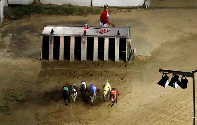 賽狗出閘起步（2/6/2018）