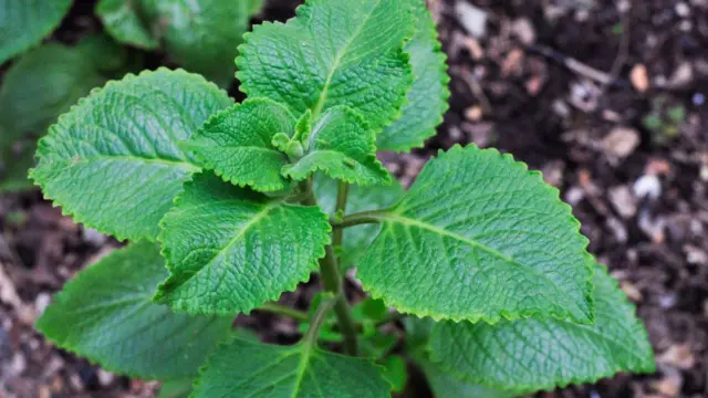 Plectranthus barbatus, daun, tisu toilet