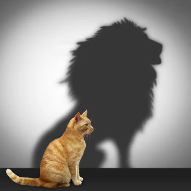 मांजर सिंह 