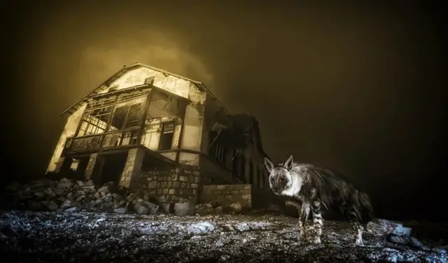 Photo rare d'une hyène brune