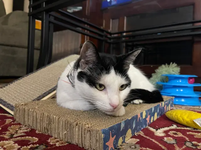 Un des chats de la famille Sy