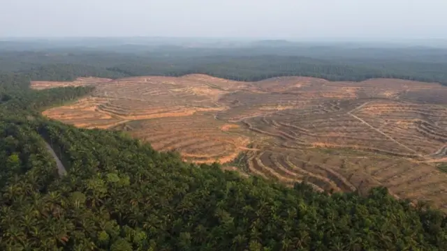 Perkebunan sawit di Kalimantan Tengah.