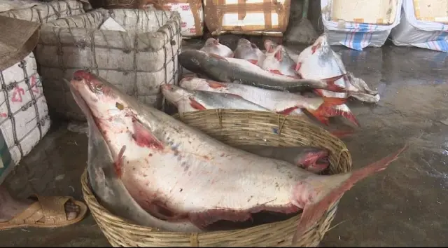 নদীর পাঙ্গাস