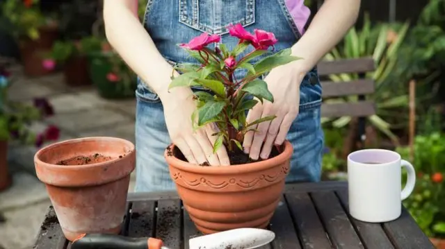 गमलामा बिरुवा स्याहार्दै एक व्यक्ति
