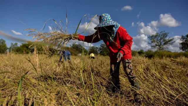Thai farmer