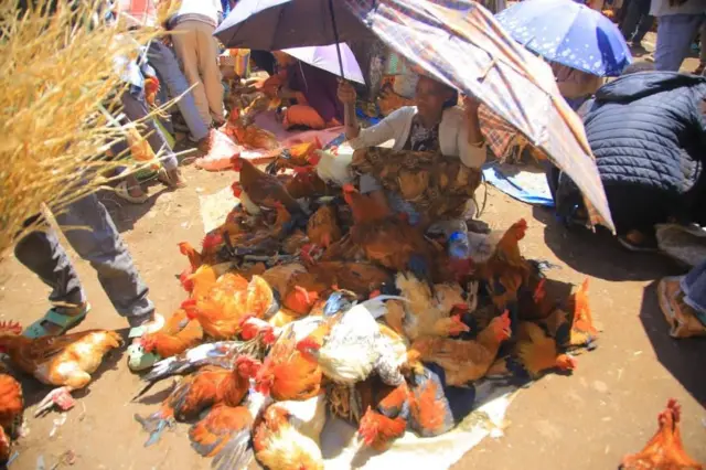 ንዕዳጋ ዝተዳለዋ ሓያሎ ደርሁ ኣብ ቅድሚኣ ገይራ ኣብ ትሕቲ ዝሓዘቶ ጽላል ኮፍ ዝበለት ሰብ