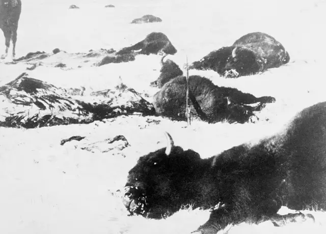 Cadáveres de bisontes sobre un campo nevado