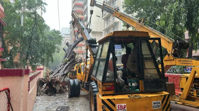 चेंबूरमधील वृक्ष दुर्घटनेची गंभीर दखल घेत महापालिका आयुक्त अश्विनी भिडे यांनी या घटनेच्या चौकशीसाठी दोन उपआयुक्तांची समिती नेमली आहे