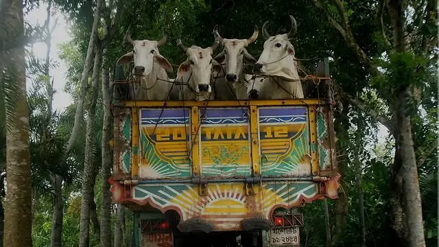 ট্রাকে করে গরু নিয়ে যাওয়া হচ্ছে