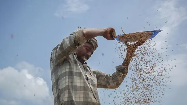 भारत बड़े पैमाने पर अमेरिका को चावल निर्यात करता है