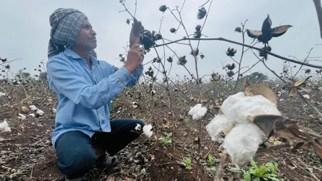 કમોસમી વરસાદ, પાક, ખેતી, ગુજરાત, જિતુભાઈ વાઘાણી