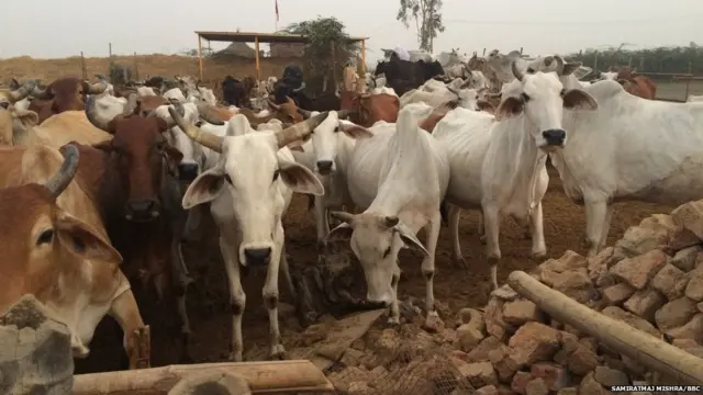 ગાયોંની તસવીર