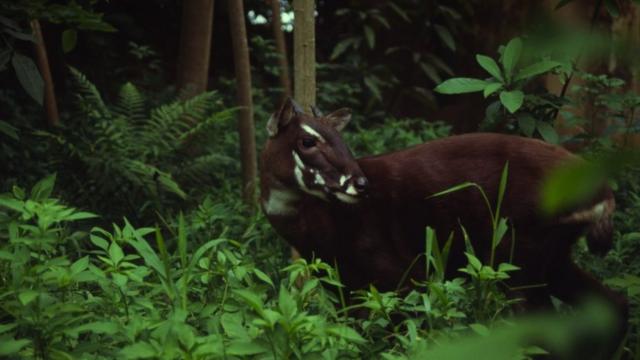 Uma foto raraestrela bet site oficialum saola