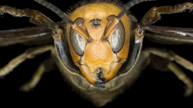 Азиатский гигантский шершень