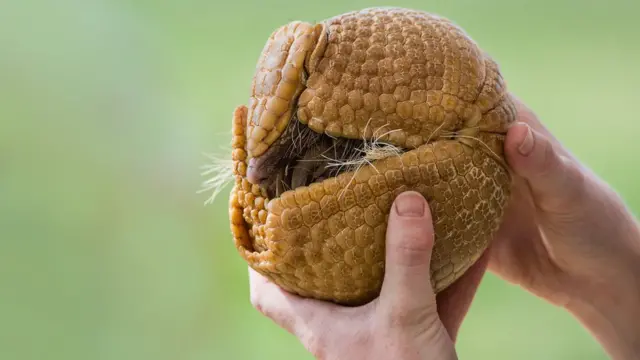 Anus fotosuratida katta narsalar bilan fisting