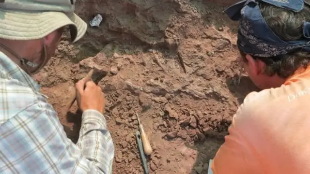 डायनासोर का जीवाश्म