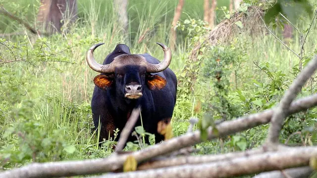 पुणे, रानगवा, प्राणी