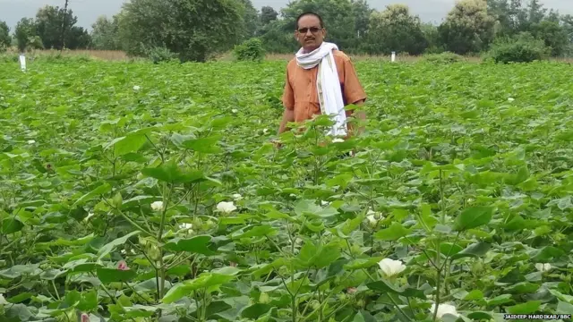 बोंडअळी