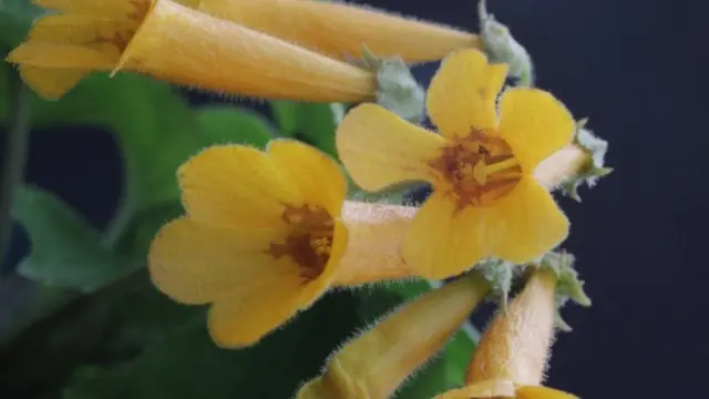 Рослина має яскраві оранжеві квітки