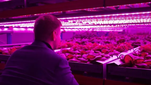 كيف تغير المزارع العمودية مفاهيم الزراعة؟