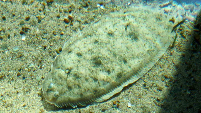 Lenguado en el fondo del mar.