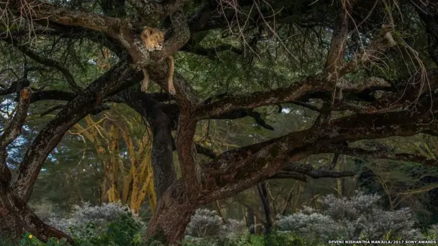 ઝાડ પર બેઠેલા સિંહનો ફોટો