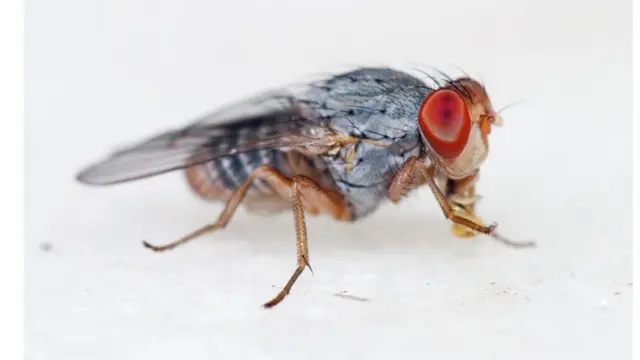 Mosca de la fruta