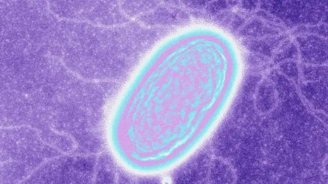 De Que Se Alimenta Geobacter Metallireducens www.bbc.com