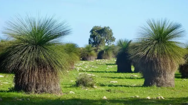 Grass trees sprout